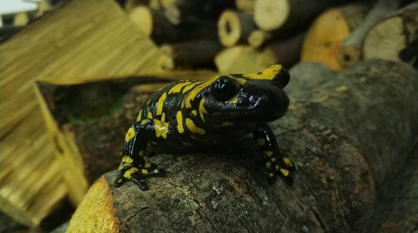 Koruma altındaki &rsquo;Benekli Semenderler&rsquo; Erzincan&rsquo;da g&ouml;r&uuml;nt&uuml;lendi