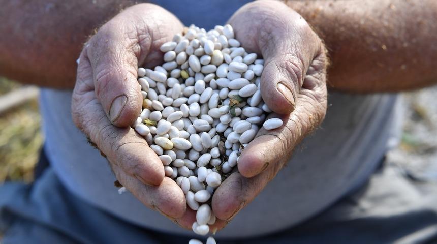 &Uuml;lke geneline tanıtılacak! Tarladan sofraya yolculuğu başladı