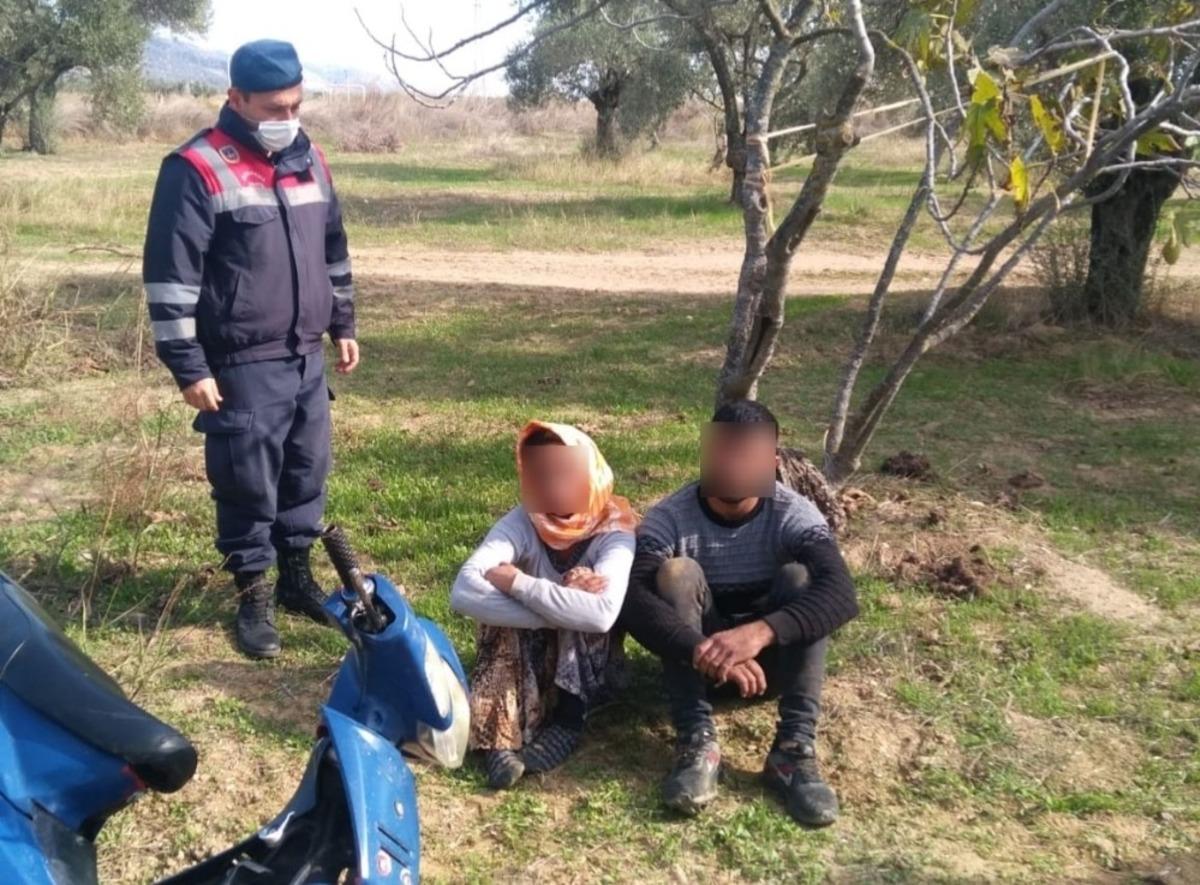 İncir sezonu bitince, şimdi de zeytine dadandılar