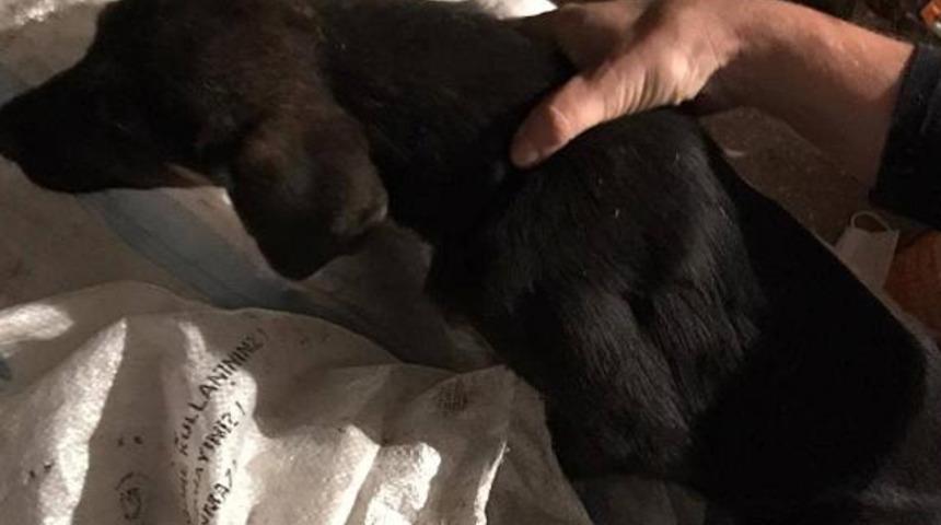 İnsanlık dışı davranış! &Ccedil;uvala koyup, seyir halindeki ara&ccedil;tan attılar