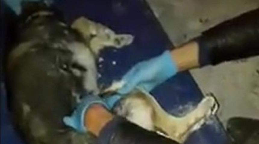 Çevredekiler fark etti! Yaralı köpeğe ekipler sahip çıktı