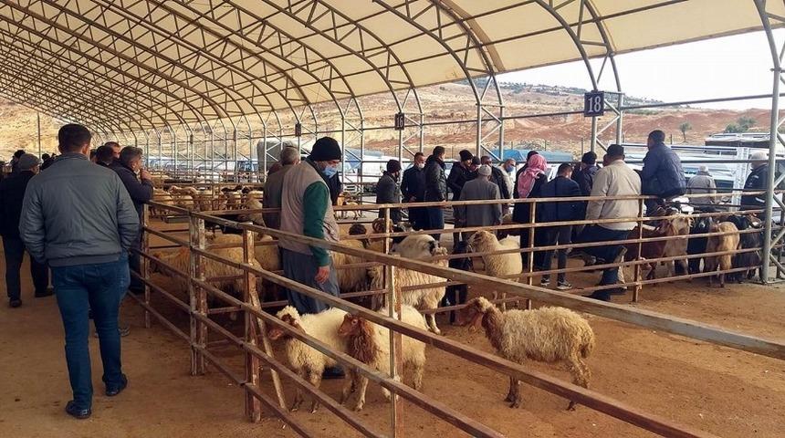 Canlı Hayvan pazarında yoğunluk