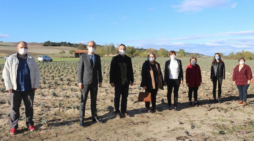 Lavanta &uuml;retiminin yaygınlaştırılması &ccedil;alışmaları