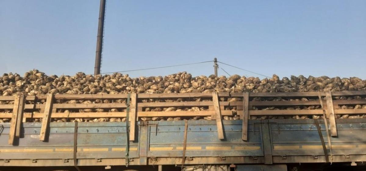 D&uuml;zce&rsquo;de şeker pancarı hasadı başladı