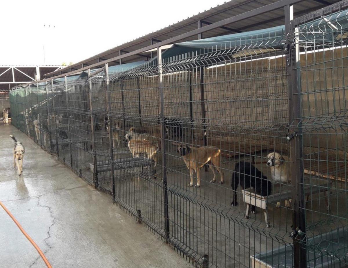 Safranbolu Belediyesi can dostlarına sahip &ccedil;ıkıyor