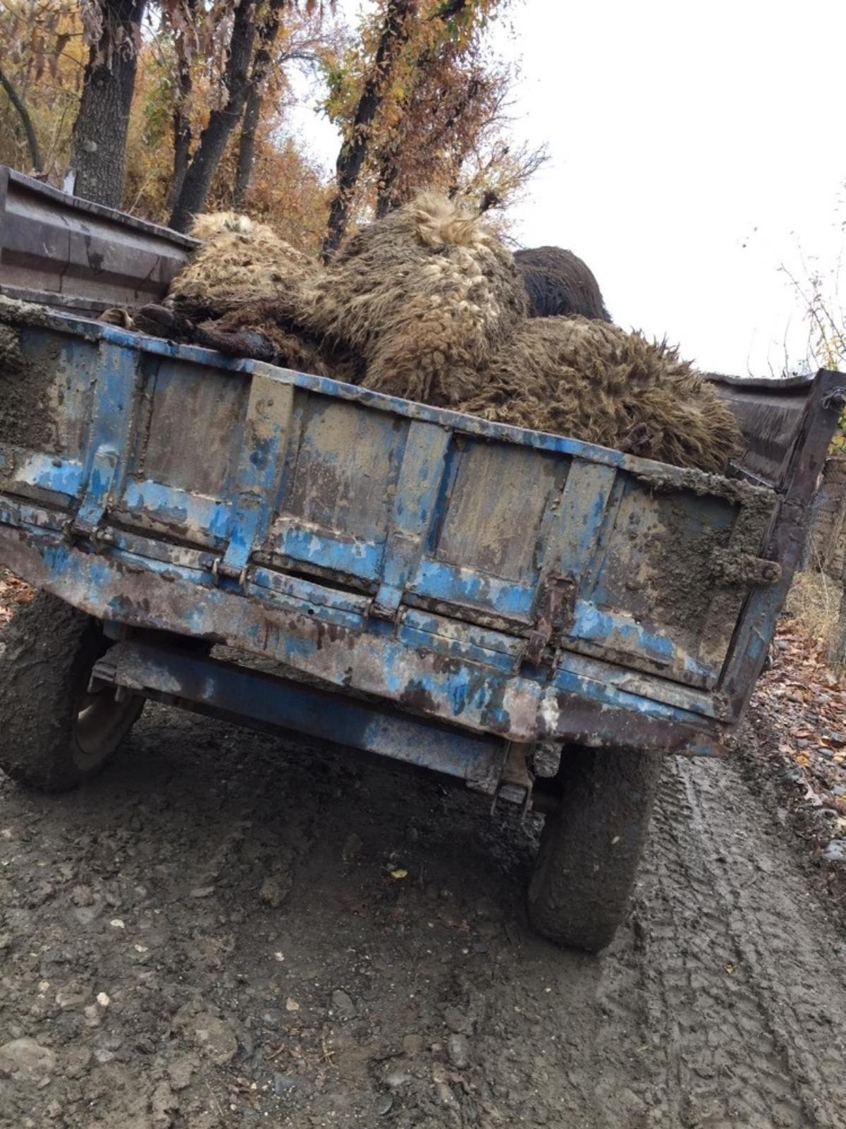 Mutki&rsquo;de 334 k&uuml;&ccedil;&uuml;kbaş hayvan yanarak telef oldu