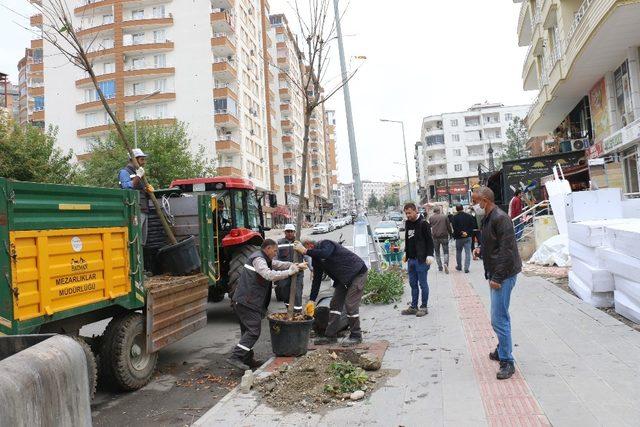 Batman’da kaldırımlar ağaçlandırılıyor