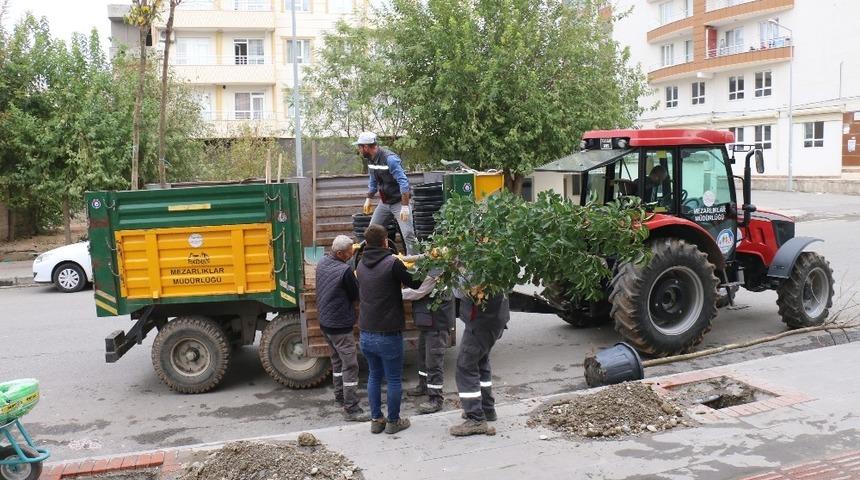 Batman&rsquo;da kaldırımlar ağa&ccedil;landırılıyor