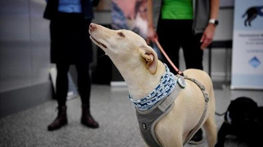 Köpekler, Covid-19 tespit etmede testlere göre daha başarılı