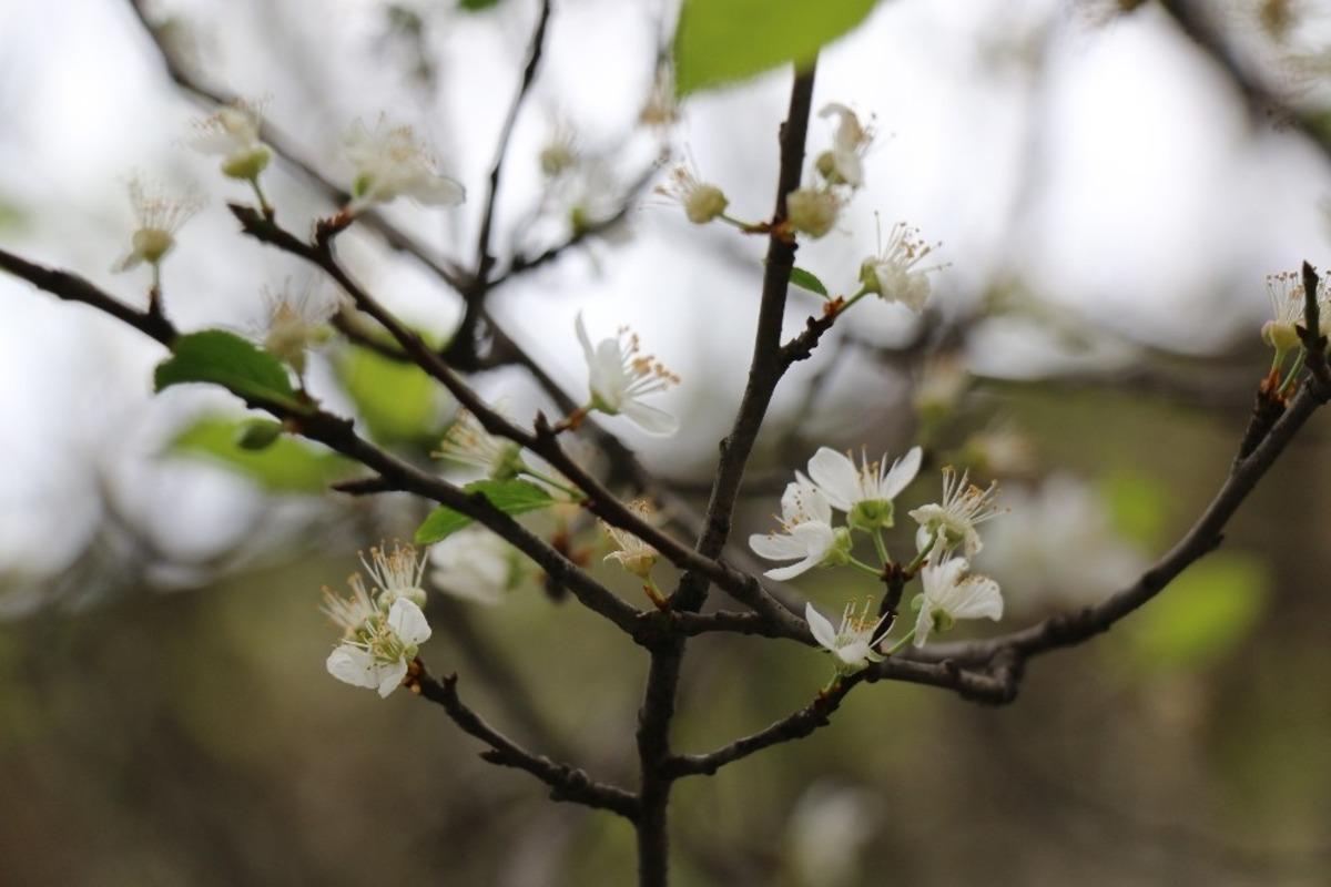 Mevsimler şaştı, erik ağa&ccedil;ları &ccedil;i&ccedil;ek a&ccedil;tı