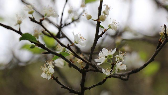 Mevsimler şaştı, erik ağaçları çiçek açtı