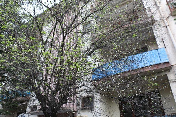Mevsimler şaştı, erik ağaçları çiçek açtı G2