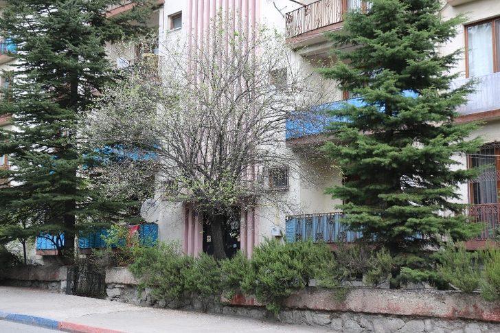 Mevsimler şaştı, erik ağaçları çiçek açtı G3