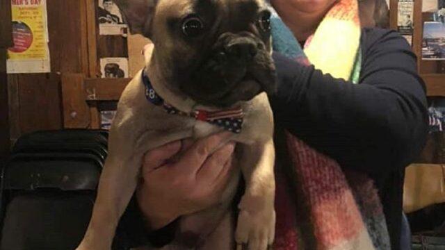 ABD’de bir kasabada Wilbur isimli köpek belediye başkanı seçildi