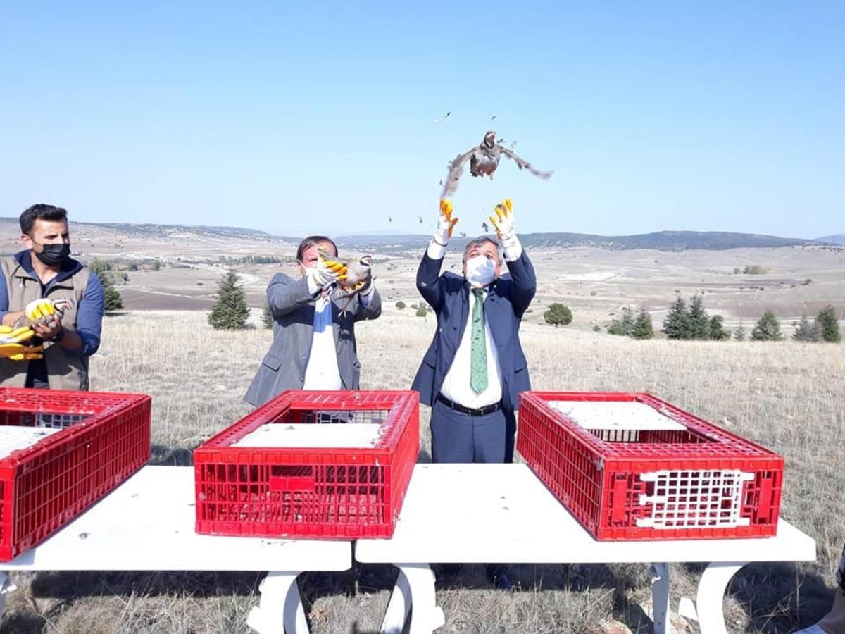 200 kınalı keklik doğaya bırakıldı