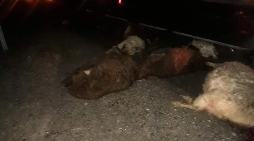 Minib&uuml;s k&uuml;&ccedil;&uuml;kbaş hayvan s&uuml;r&uuml;s&uuml;ne &ccedil;arptı, 18 koyun telef oldu