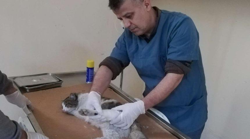 Yaralı kedinin ayağı alçıya alındı