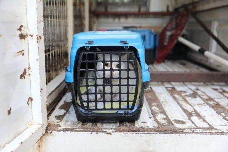 Hasta kedinin yardımına İlkadım ekipleri koştu G3