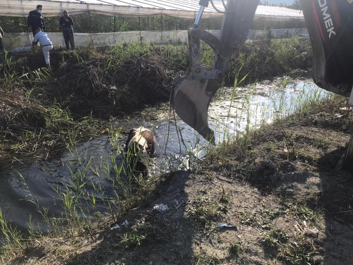 Dereye d&uuml;şen inek kurtarıldı