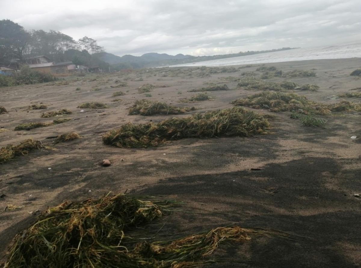 &Uuml;nye sahiline deniz yosunları vurdu