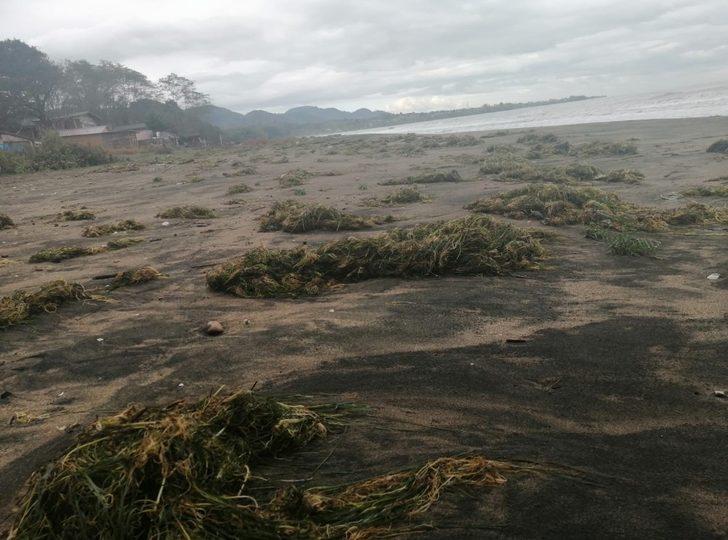 Ünye sahiline deniz yosunları vurdu G1