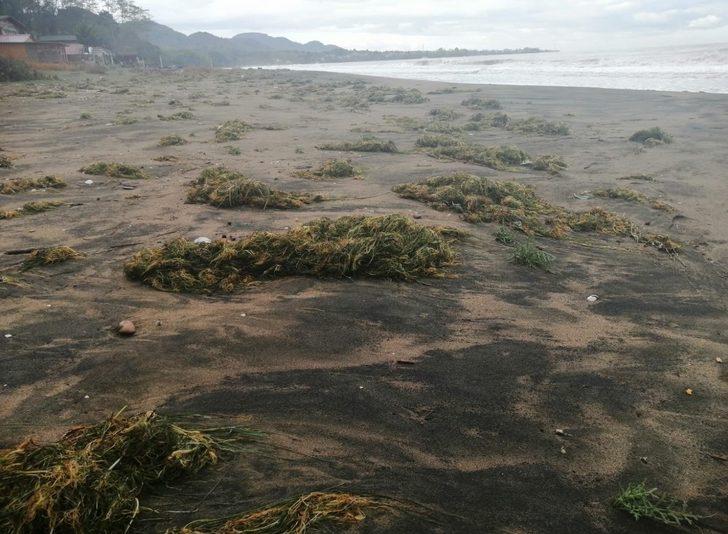 Ünye sahiline deniz yosunları vurdu G2