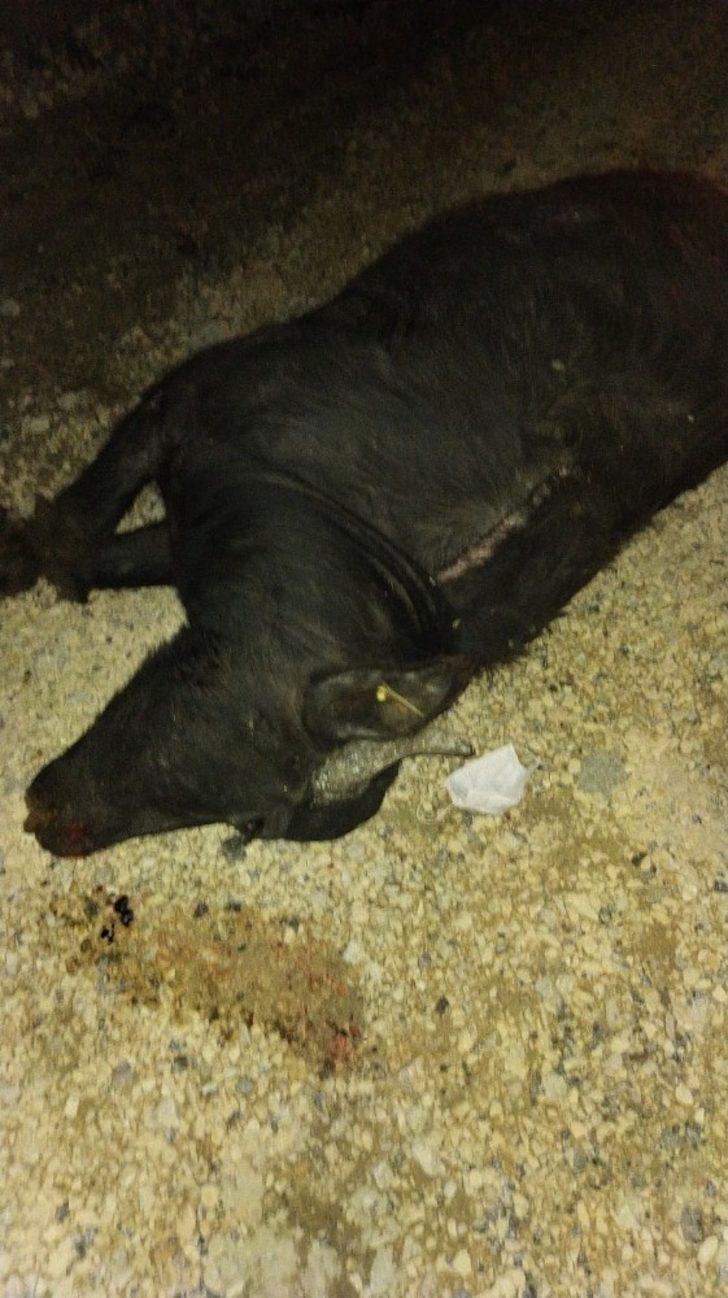 Kamyonetin çarptığı 2 büyükbaş hayvan telef oldu G2