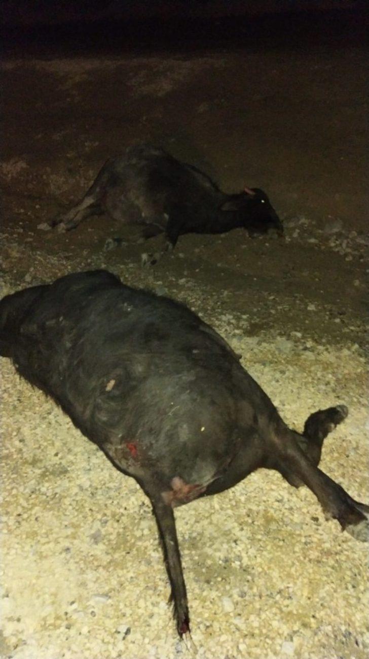 Kamyonetin çarptığı 2 büyükbaş hayvan telef oldu G3