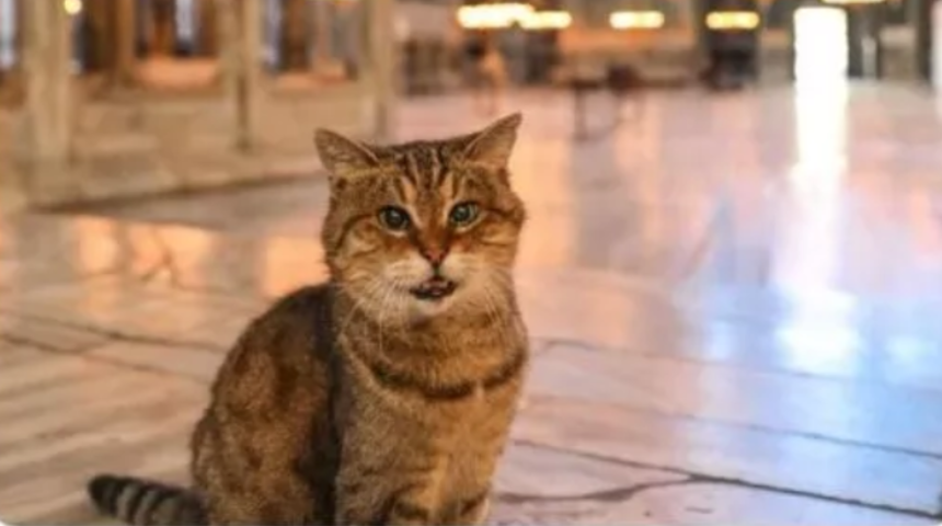 Ayasofya’nın sembol kedisi Gli hayatını kaybetti