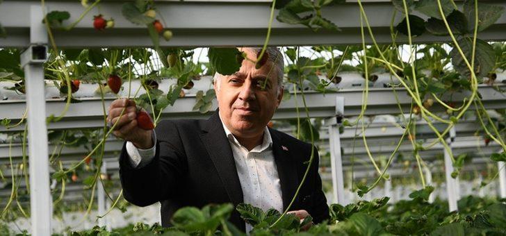 Kayseri Çilek Üretiminde zirveyi hedefliyor G1