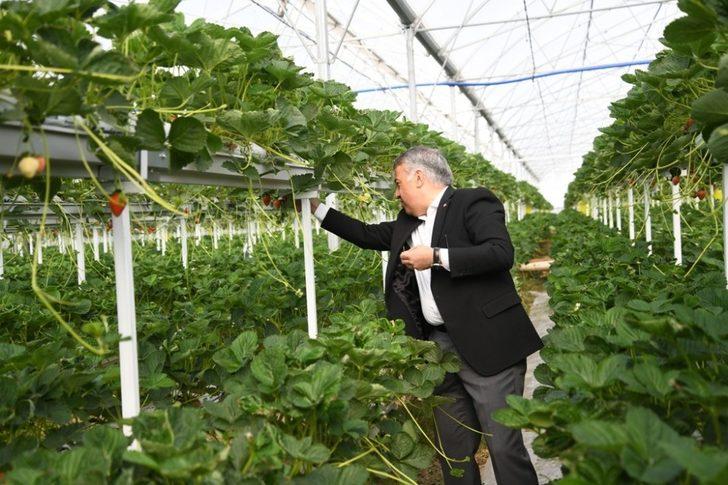 Kayseri Çilek Üretiminde zirveyi hedefliyor G2