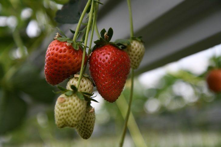 Kayseri Çilek Üretiminde zirveyi hedefliyor G3