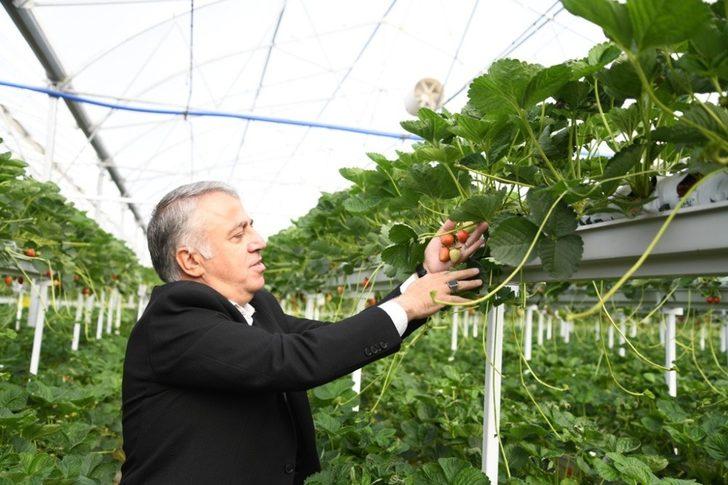 Kayseri Çilek Üretiminde zirveyi hedefliyor G4