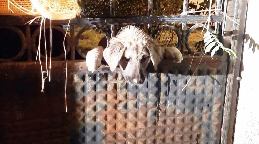 Kafası demir kapı parmaklıklarına sıkışan k&ouml;peği itfaiye ekipleri kurtardı