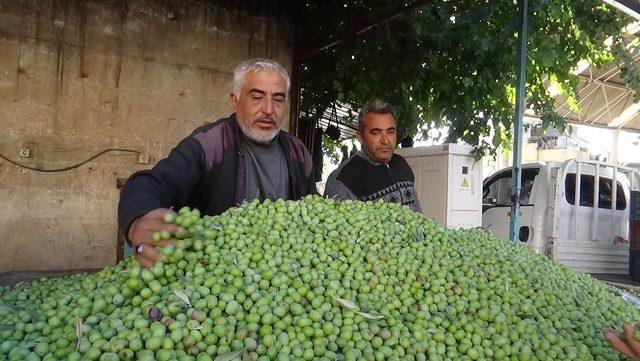 Kilis’te yerli sofralık zeytin piyasada