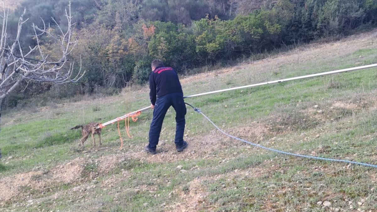 Kocaeli'nde 6 metrelik su kuyusuna d&uuml;şen &ccedil;akal kurtarıldı