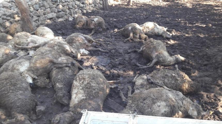 Kurtlar sürüye saldırdı, 31 koyun telef oldu