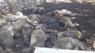 Kurtlar sürüye saldırdı, 31 koyun telef oldu