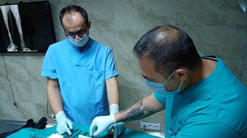 İzmit Belediyesi veterinerleri İBB ile ortak çalışıyor