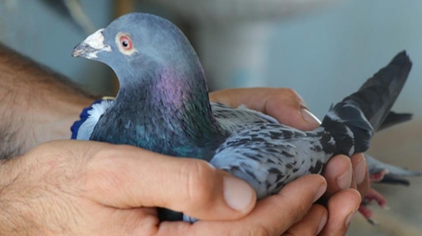 Fransa'da posta güvercinin düşürdüğü 110 yıllık askeri mesaj bulundu