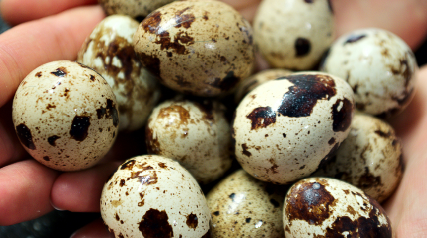 Tavuk yumurtasını tahtından edecek! Küçücük olduğuna bakmayın