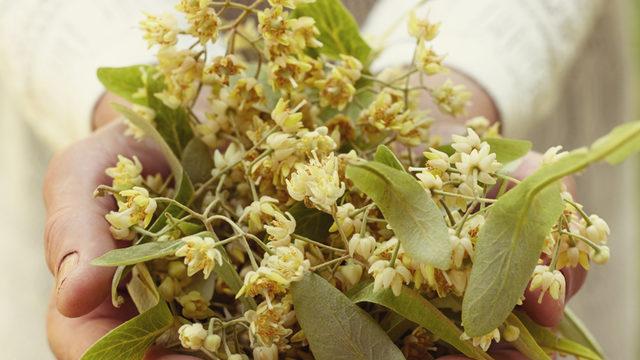 Ihlamur çayı içtikten hemen sonra su içmelisiniz! Aksi halde...