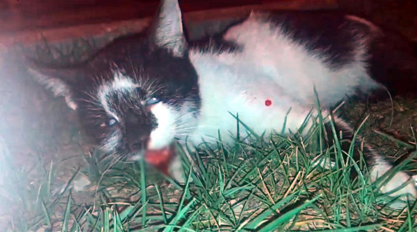 Baygın halde bulunan sokak kedisi, çürük dişi nedeniyle yemek yiyememiş