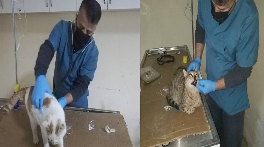 Yaralı ve hasta kediler tedavi altına alındı
