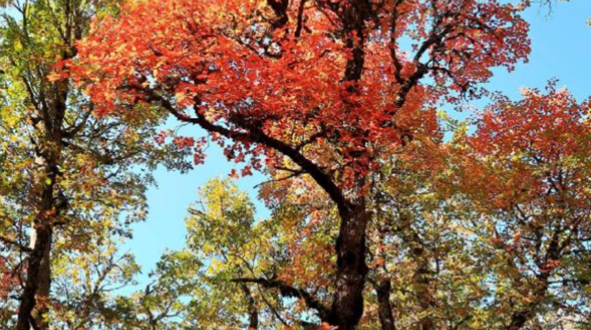 Buraya randevusuz giriş yasak! Kasnak Meşesi Ormanı görenleri büyülüyor