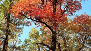 Buraya randevusuz giriş yasak! Kasnak Meşesi Ormanı görenleri büyülüyor