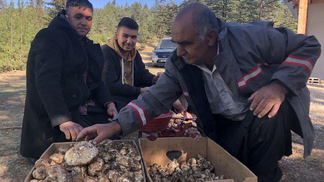 Her yerde onu arıyorlar: Sedir mantarının Kilosu 100 TL