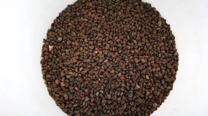 Bamya  tohumunun faydaları nelerdir? Nasıl tüketilir?