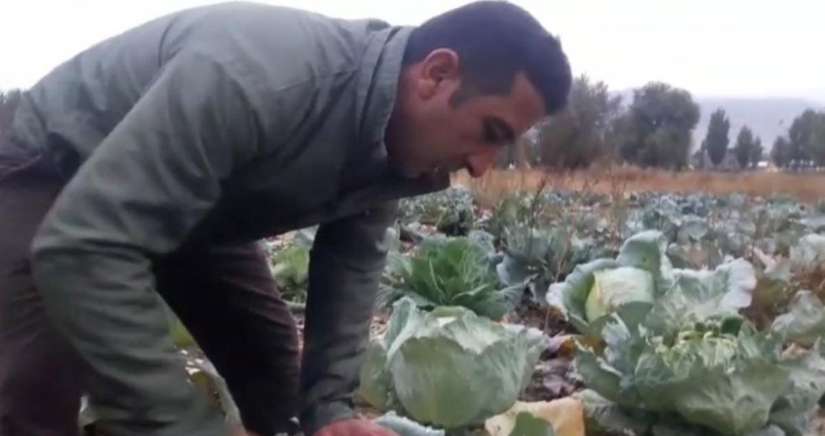 Lahanalarını hen&uuml;z toplamayan &ccedil;ift&ccedil;iler iklim şartlarıyla yarışıyor