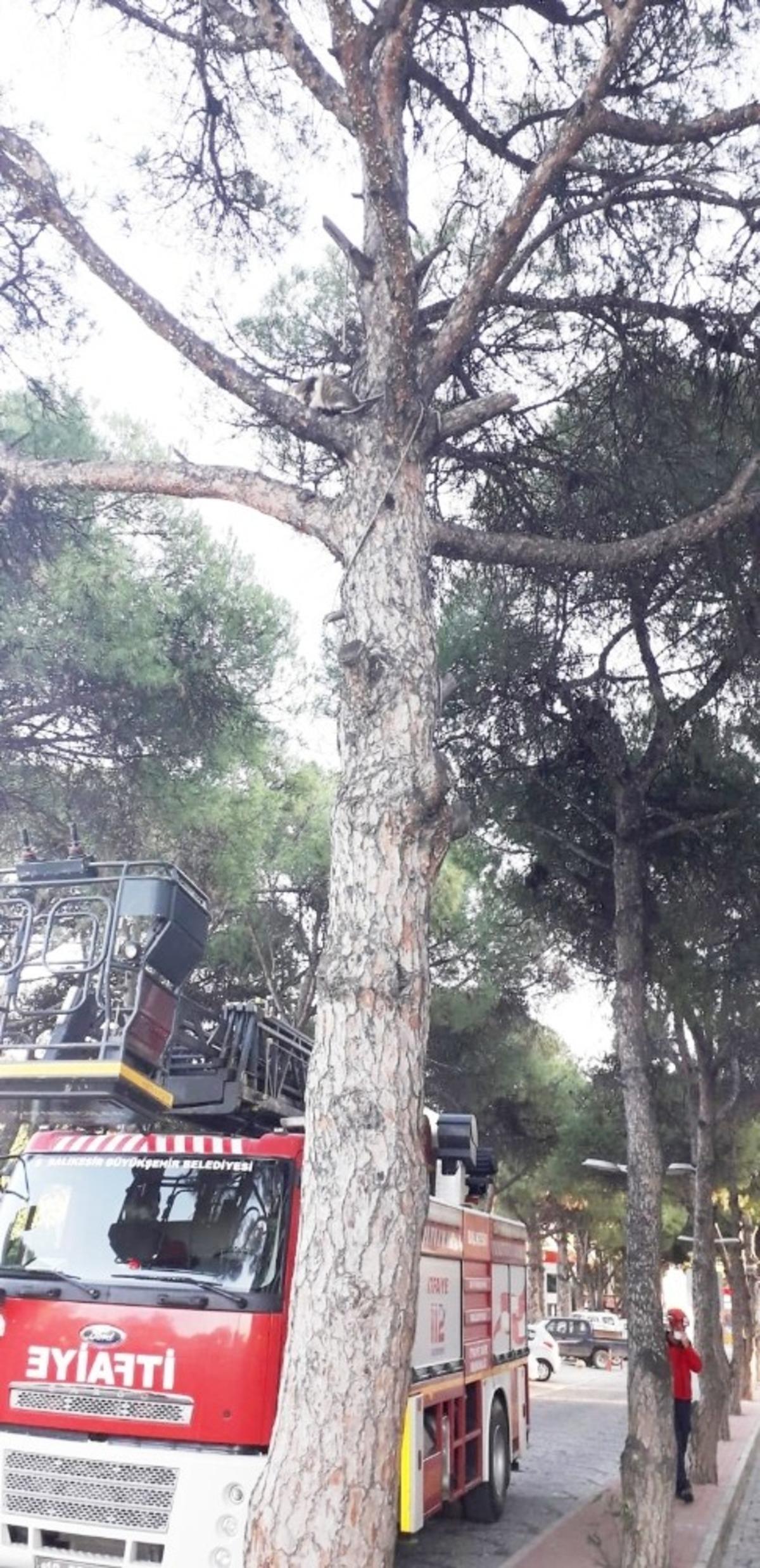 Ağa&ccedil;ta mahsur kalan kediyi itfaiye kurtardı